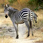 Zambia Safari Victoria Falls icon
