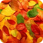 Leaf Wallpaper icon