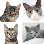 Cat Wallpapers icon