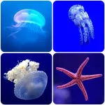 Underwater Wallpapers icon