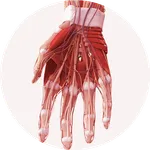 Anatomy Handbook icon