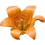 Yosemite Wildflowers icon