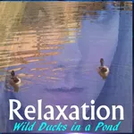 Relaxation - Ducks In A Pond icon