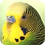 Parrots icon