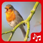 Bird sounds. Nice songs. icon