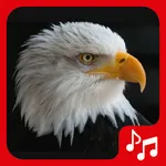 Eagle sounds, ringtones. icon