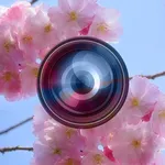 Haru Camera - Spring and Valen icon