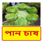 পান চাষ~Betel leaf Cultivation icon