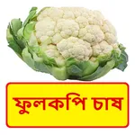 ফুলকপি চাষের সঠিক পদ্ধতি icon