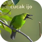 suara pikat cucak ijo icon