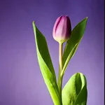 Lotus The Best HD Walpaper 202 icon