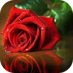 photo rose icon