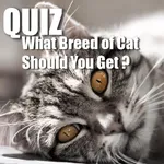 MyCatQuiz icon