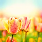 Flowers Wallpapers Live icon