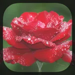 Rose and Rain Live Wallpaper icon