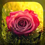 Roses icon