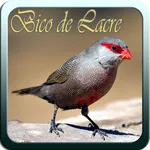 Canto Bico de Lacre icon