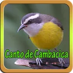 Canto de Cambacica Mp3 icon