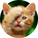 Funny Cat Stickers - WASticker icon