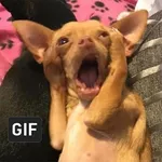 Funny GIF Laughs icon