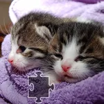 Cats Jigsaw Puzzles icon