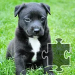 Jigsaw Puzzles: Dogs and Puppi icon