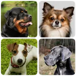 Dog Breeds - Quiz about dogs! icon