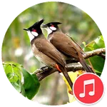 Bulbul Sounds icon