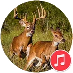 Deer Call Sounds icon