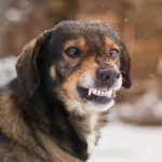 Dog Growling Sounds icon