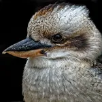 laughing kookaburra Sounds icon