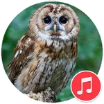 Owl Sounds icon