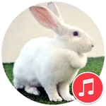 Rabbit Sounds icon