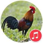 Red junglefowl Sounds icon