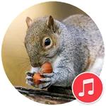 Squirrel Sounds icon