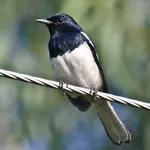 Stone Magpie Sounds icon