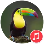 Toucan Bird Sounds icon