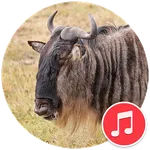 Wildbeest Sounds icon