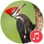 Woodpecker Bird Sounds icon