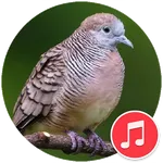 Zebra Dove Sounds icon