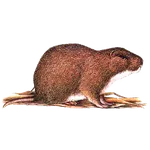 Ekika Ky'omusu icon