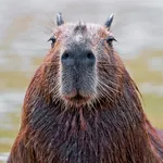 Capybara Wallpaper HD icon