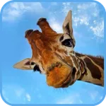 Girafffe Wallpaper icon