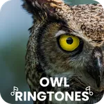 Owl Ringtones icon