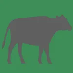 Cattle Weight Calculator icon