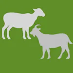 Goat & Sheep Weight Calculator icon