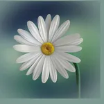 Five Beautiful Flower icon