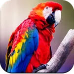 Parrot Wallpapers 4K icon