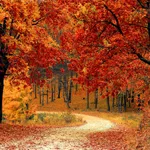 Autumn Wallpaper icon