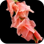 Gladiolus Flower Wallpaper 4K icon